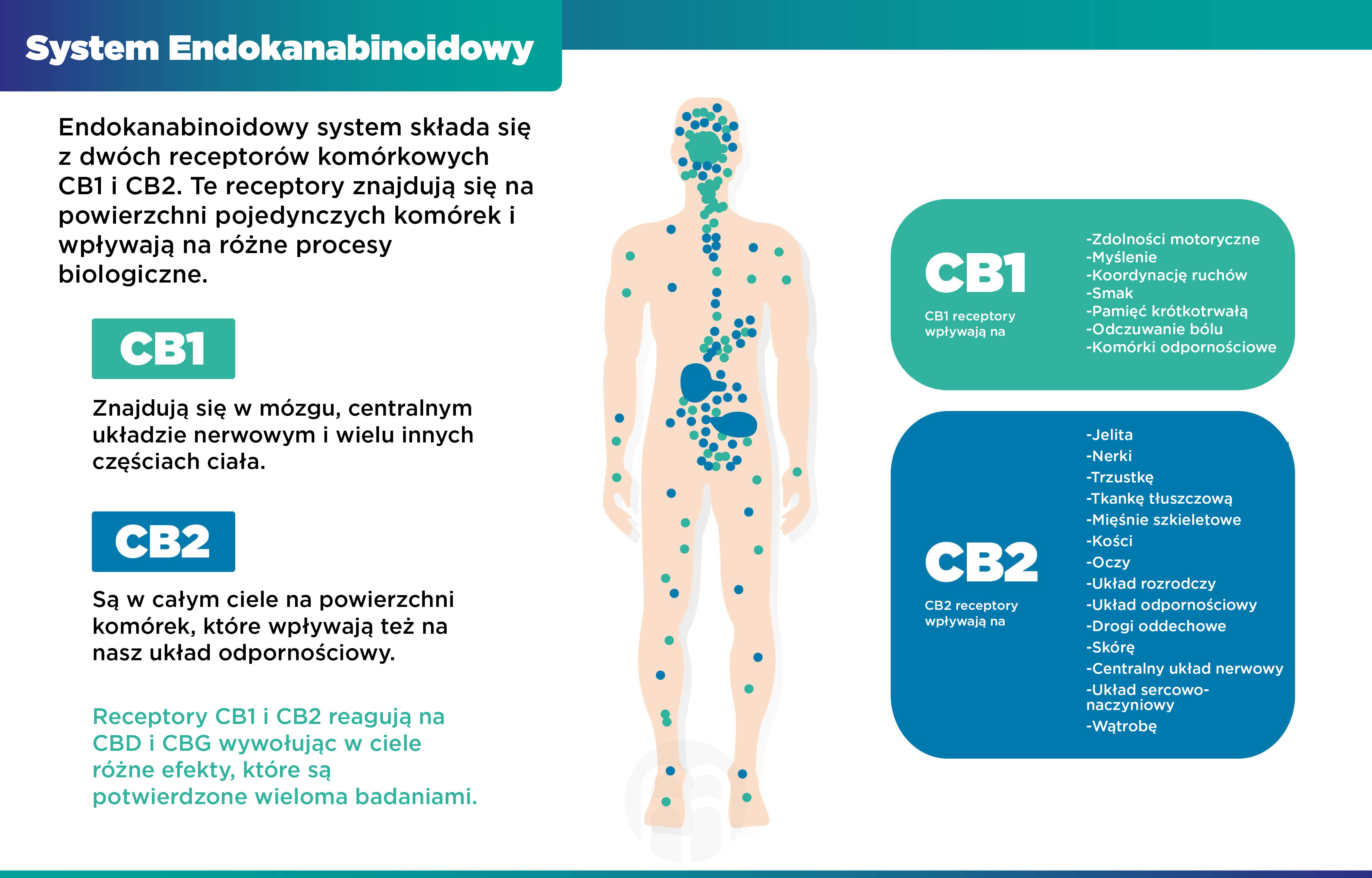 system endokanabinoidni infografika brainmarket PL